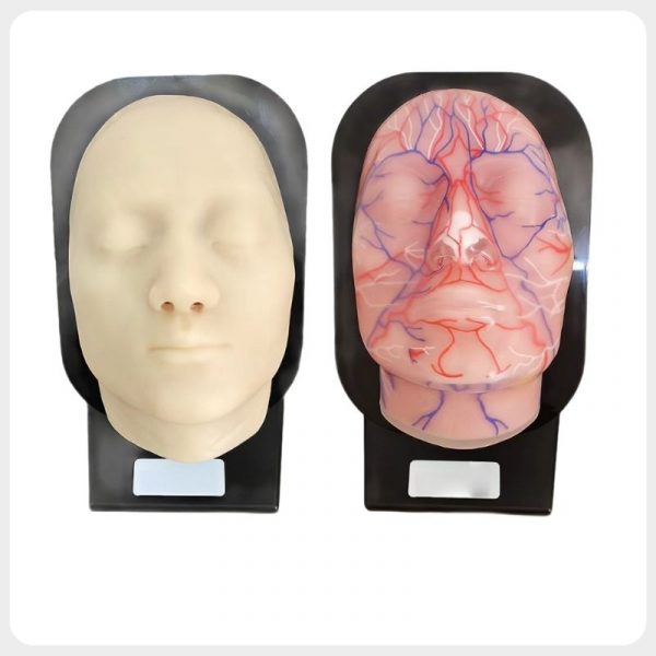 Multi-Layer Facial Injection Training Model with Removable Skin Multi-layer facial injection training model with removable silicone skin and vascular anatomy