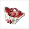 Anatomical female pelvis model with reproductive organs and pelvic floor muscles in oblique view