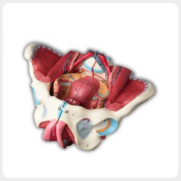 Anatomical female pelvis model with reproductive organs and pelvic floor muscles in oblique view