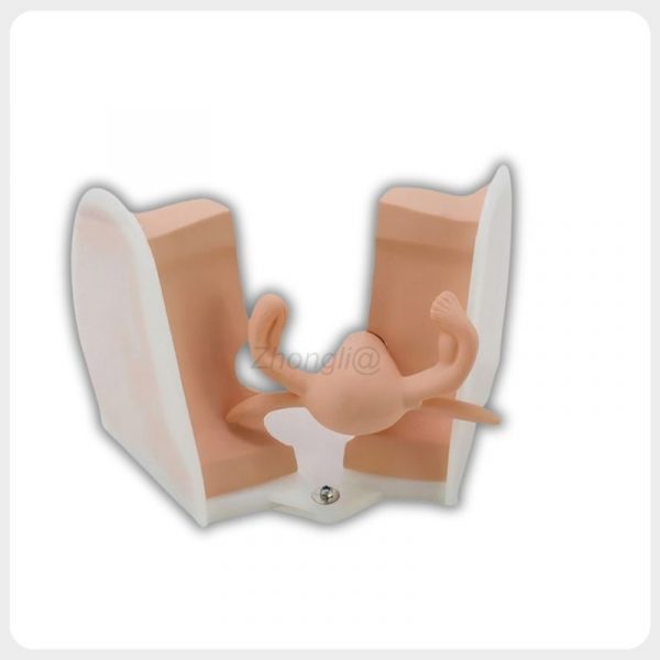 Rear view of female contraceptive guidance model with uterus and split pelvic structure