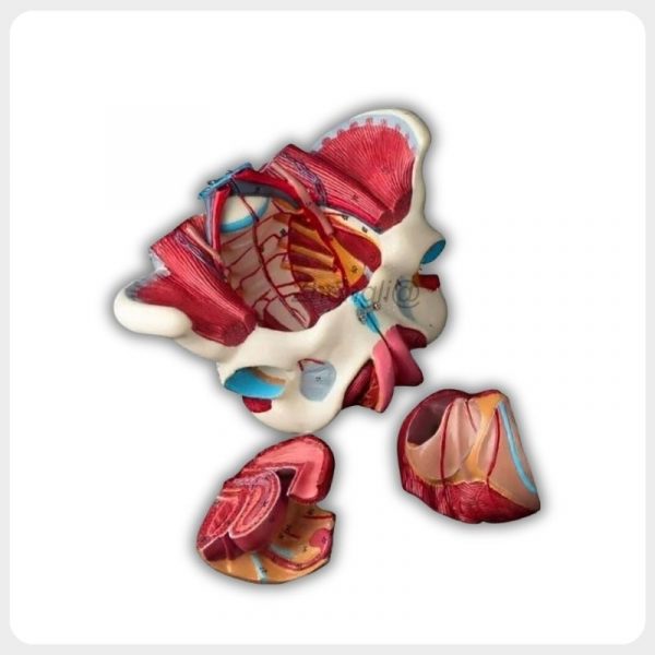 Four-part removable female pelvis anatomy model showing internal vessels, nerves and detachable organs