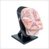 Facial Vascular Anatomy Training Model with Metal Stand Facial vascular and nerve anatomy injection training model with adjustable stand