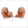Female contraceptive guidance model with open pelvic sections and dimension markings