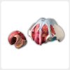 Female pelvic floor anatomy model showing muscles, nerves and removable internal organ section