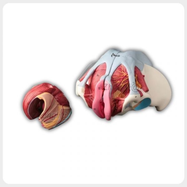 Female pelvic floor anatomy model showing muscles, nerves and removable internal organ section