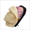Multi-Layer Facial Anatomy Model with Removable Silicone Skin Facial injection model showing removable skin and internal vascular layers