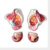 Four-part female pelvis anatomy model with sagittal sections and removable reproductive organs