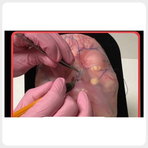 Deep Facial Anatomy Procedure Training Model Facial anatomy training model for deep tissue procedure practice