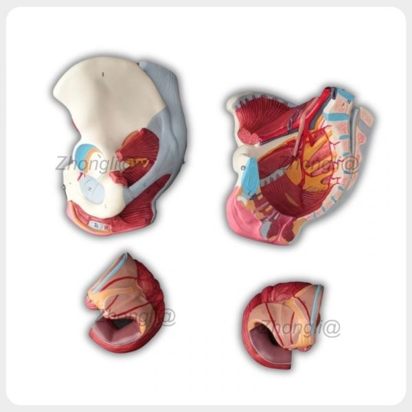 Female pelvis anatomy model showing external pelvic structures, sagittal anatomy and removable organs