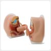 Open female contraceptive guidance model showing sectional pelvic anatomy and reproductive organs
