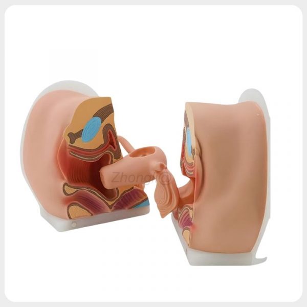 Open female contraceptive guidance model showing sectional pelvic anatomy and reproductive organs