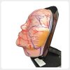 Facial nerve vascular and parotid anatomy training model side view Facial nerve vascular and parotid anatomy training model side view