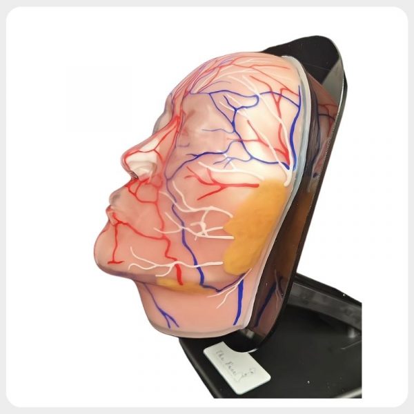 Facial nerve vascular and parotid anatomy training model side view Facial nerve vascular and parotid anatomy training model side view